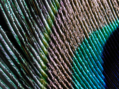 Image taken with a microscope Peacock feather.