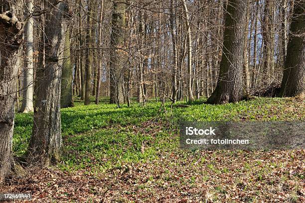 Bärlauchwilden Knoblauch Stockfoto und mehr Bilder von Baum - Baum, Blatt - Pflanzenbestandteile, Blume