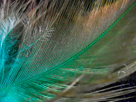 Image taken with a microscope, bird feather.