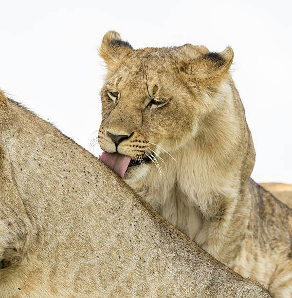 istock Lioness at wild - cleaning 172469564