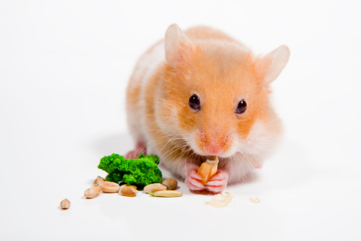 Hamster with corn seeds
