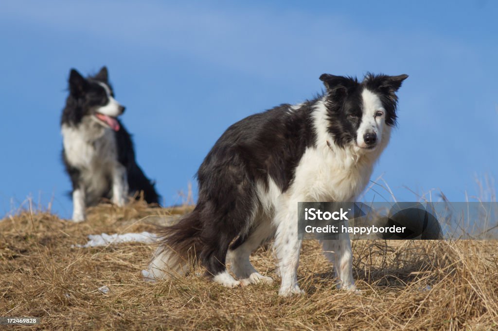 Dos perros - Foto de stock de Agilidad libre de derechos