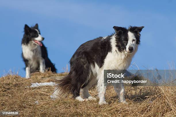 Dos Perros Foto de stock y más banco de imágenes de Agilidad - Agilidad, Aire libre, Aventura