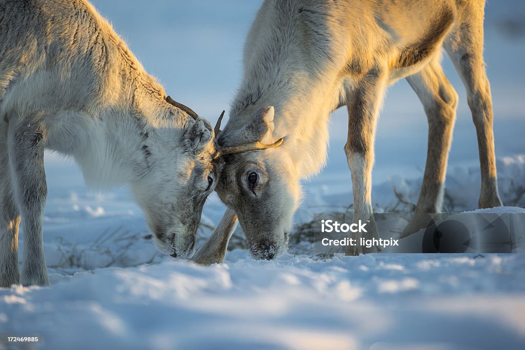 Сапоги Caribou - Стоковые фото Арктика роялти-фри