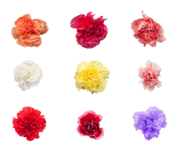Variation of carnations in different colors