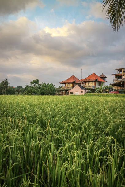 istock Green rice field at sunny day 1724699392