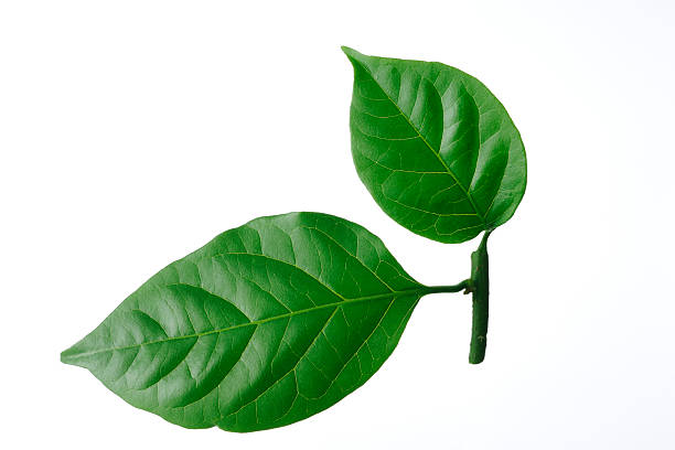 istock Isolated shot of two leaf on white background 172469979