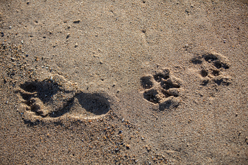 Human footprint in sand alongside an animal footprint - showing the close relationship between humans and their pets and wild animals.