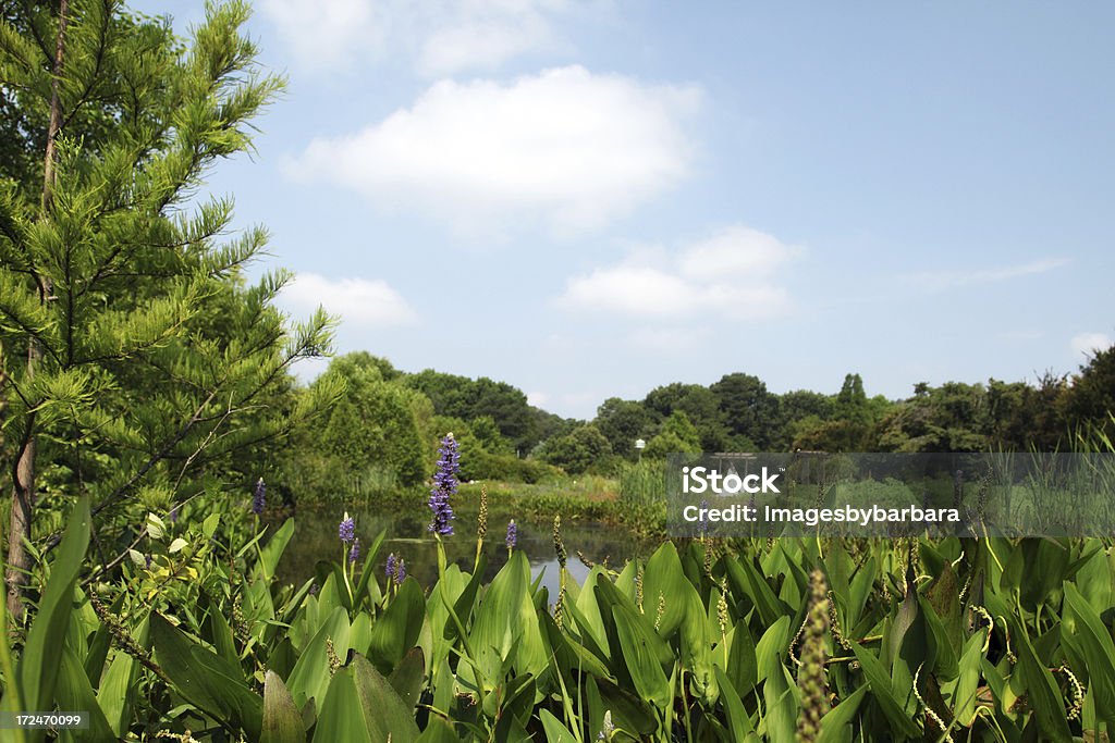 nature - Photo de Beauté libre de droits