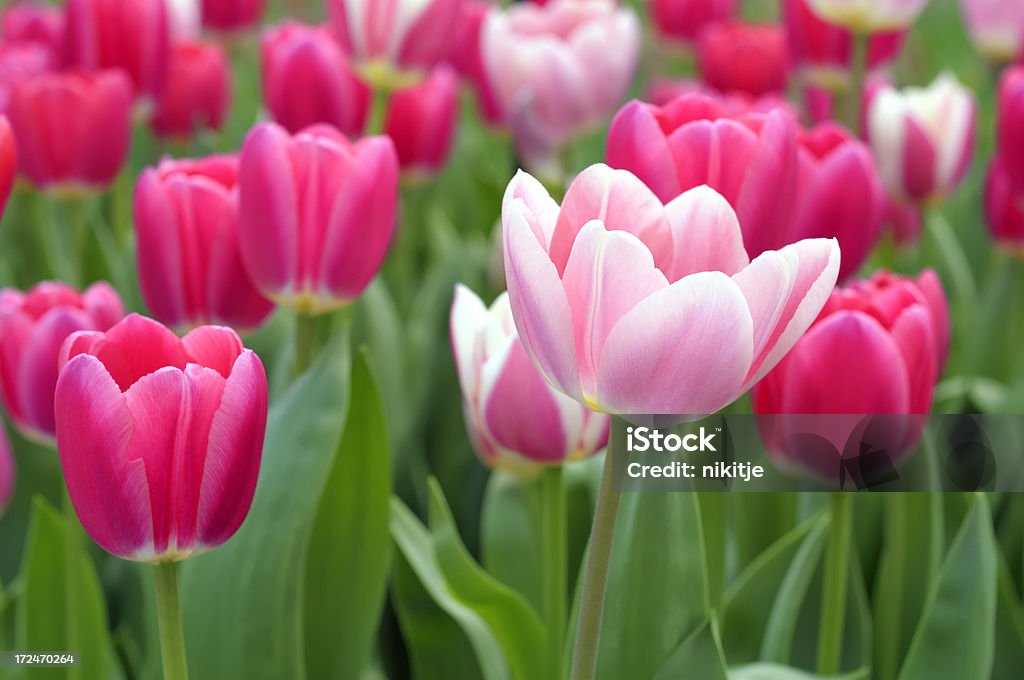 Spring flowers "Pink tulips in the Keukenhof Gardens, the Netherlands. Shallow DOF" Backgrounds Stock Photo