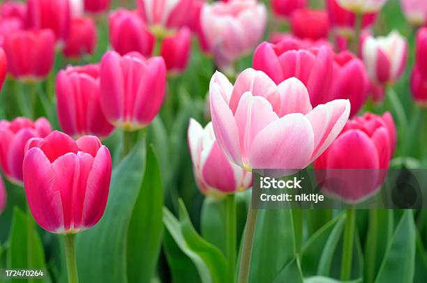 Spring Flowers Stock Photo - Download Image Now - Backgrounds, Beauty, Beauty In Nature