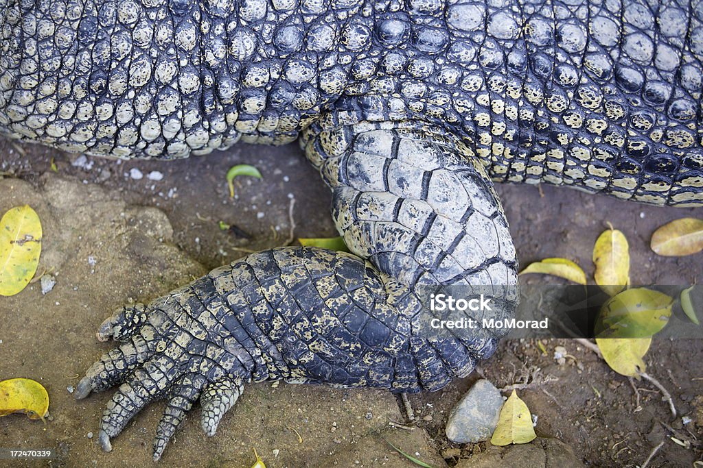 Крокодил - Стоковые фото Амфибия роялти-фри