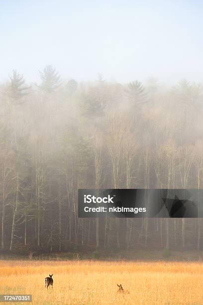 Foto de Smoky Mountain Floresta No Nevoeiro De Manhã e mais fotos de stock de Animal - Animal, Appalachia, Cades Cove