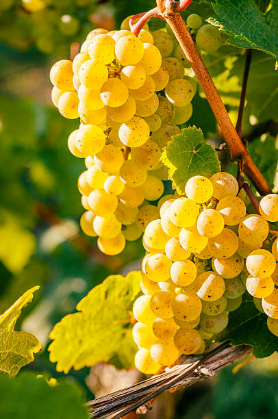 istock Yellow grapes in the evening sunlight 172470382
