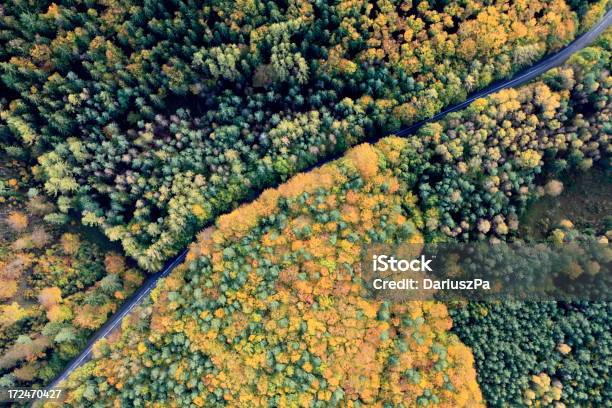 Aerial Foto Von Herbst Wald Stockfoto und mehr Bilder von Ansicht aus erhöhter Perspektive - Ansicht aus erhöhter Perspektive, Baum, Baumschule