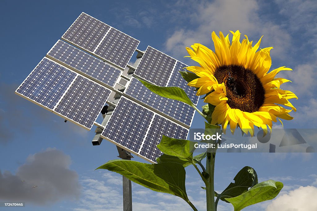Sunflower and Solar Panel Sunflower Stock Photo