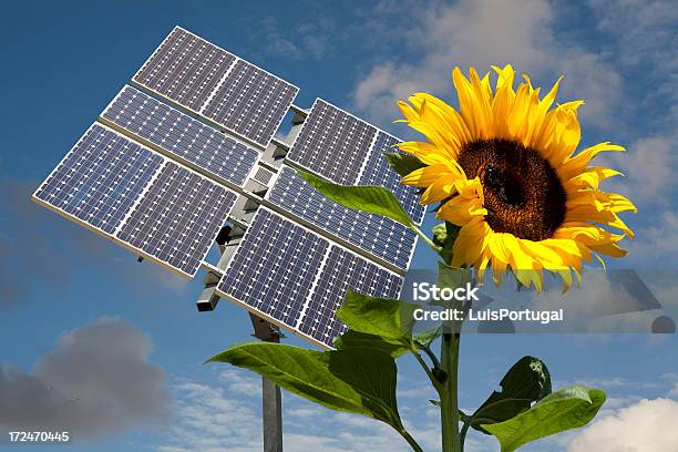 Sunflower And Solar Panel Stock Photo - Download Image Now - Sunflower, Solar Panel, Science