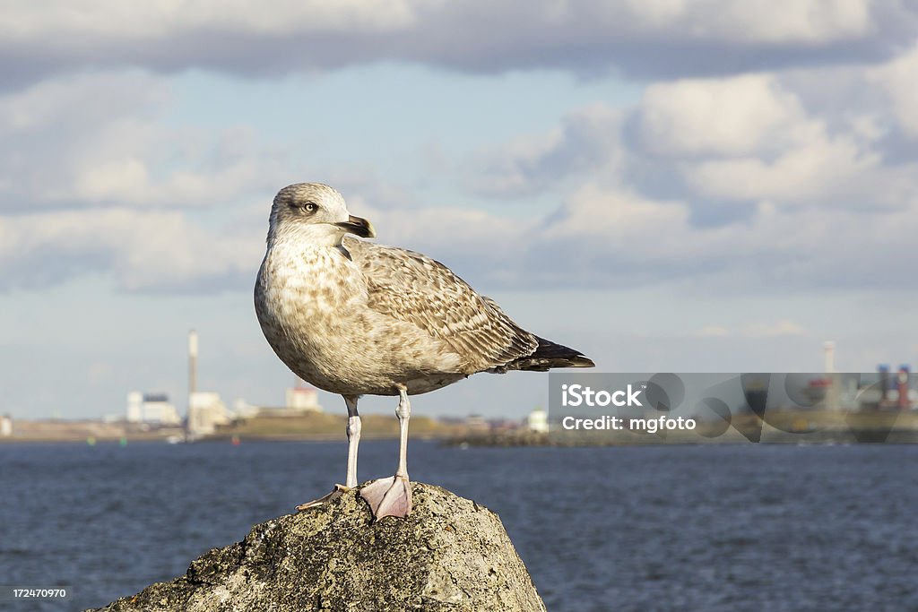 Close-up of a juvenile seagull near IJmuiden. Close-up of a juvenile seagull near IJmuiden. Out of focus background of the steel factory. Ijmuiden Stock Photo