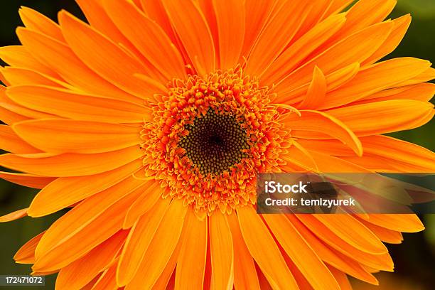 オレンジ Garbera デイジー - まぶしいのストックフォトや画像を多数ご用意 - まぶしい, アウトフォーカス, オレンジ色