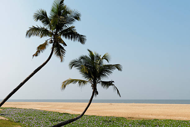 kerala beach - hyacinth kerala coconut palm tree horizontal fotografías e imágenes de stock