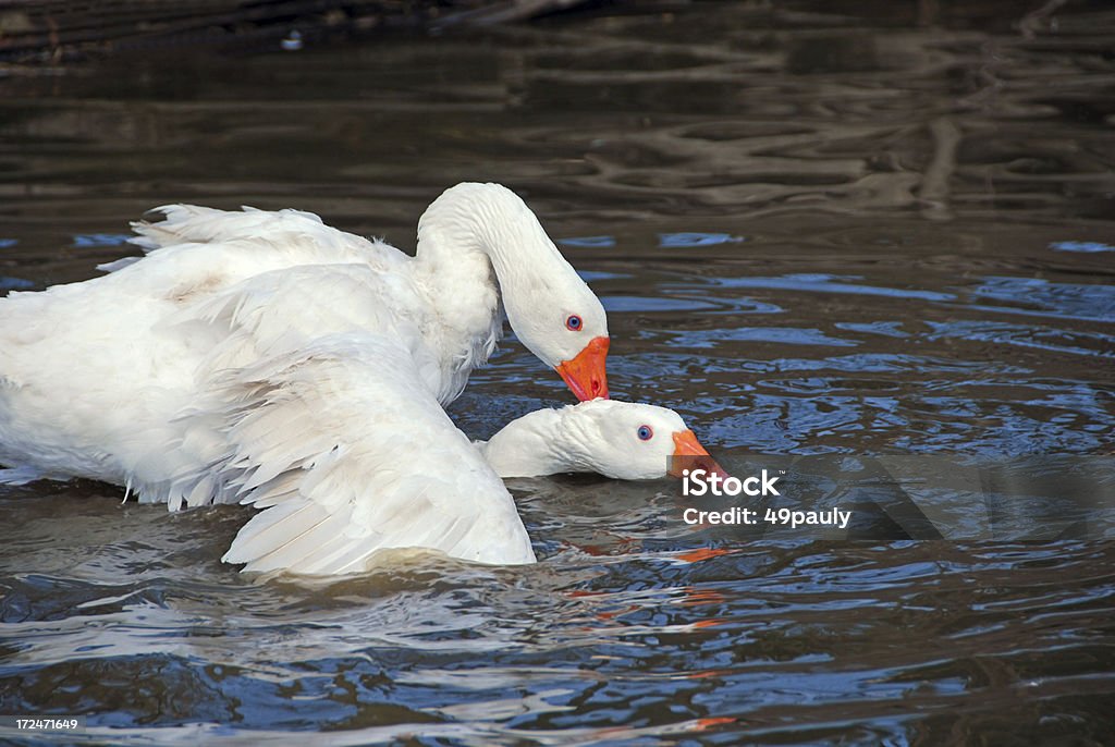 Gody Embden Goose - Zbiór zdjęć royalty-free (Biały)