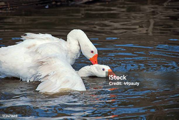 Foto de O Acasalamento Embden De Penas De Ganso e mais fotos de stock de Acasalamento de animais - Acasalamento de animais, Animal doméstico, Animal selvagem