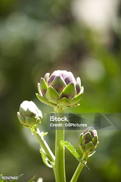 아티초크 Bud 굴절률은 줄기 0명에 대한 스톡 사진 및 기타 이미지 - 0명, 건강한 식생활, 꽃 나무