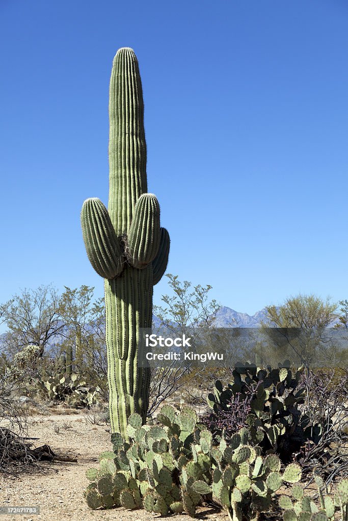 Paesaggio del deserto - Foto stock royalty-free di Ambientazione esterna