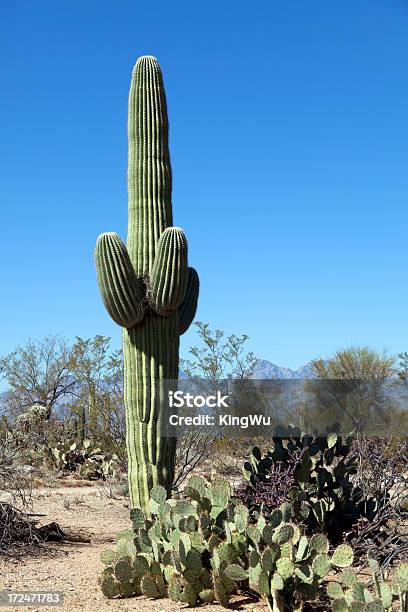 Пустынный Пейзаж — стоковые фотографии и другие картинки Аризона - Юго-запад США - Аризона - Юго-запад США, Без людей, Вертикальный