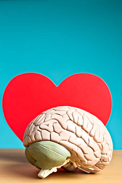 istock Romance? It's all in your head! Model brain with heart. 172471906