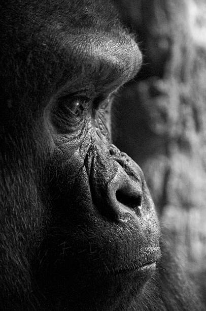 gorila das terras baixas grande retrato de perfil em preto & branco - gorilla zoo animal silverback gorilla imagens e fotografias de stock