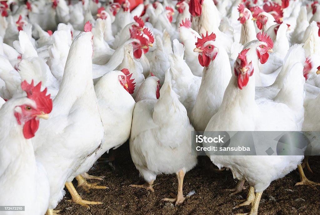 Les poulets - Photo de Animaux domestiques libre de droits