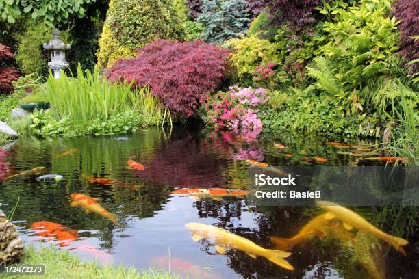 Foto de Kois No Lago e mais fotos de stock de Ajardinado - Ajardinado, Azaléia, Canteiro de Flores