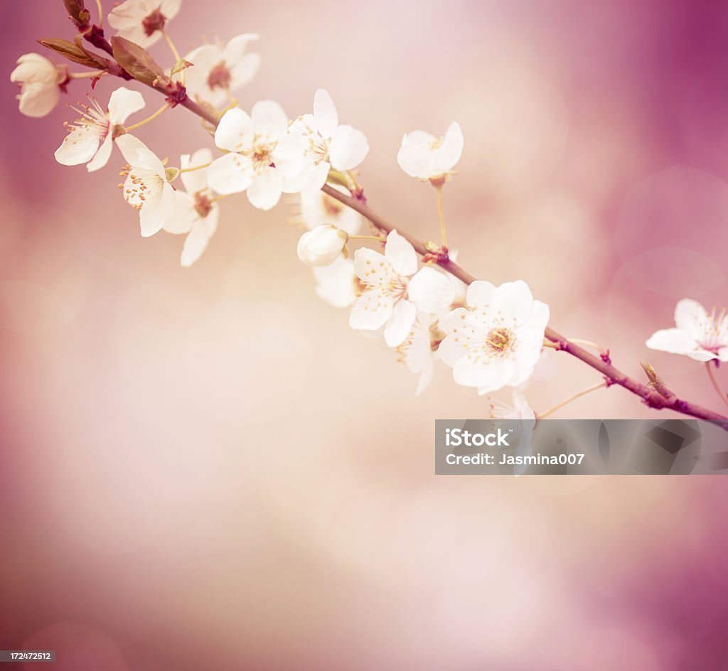 복숭아색 꽃송이 - 로열티 프리 0명 스톡 사진