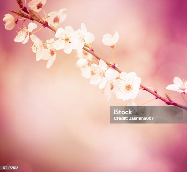 Foto de Flor De Pessego e mais fotos de stock de Beleza natural - Natureza - Beleza natural - Natureza, Botão - Estágio de flora, Branco