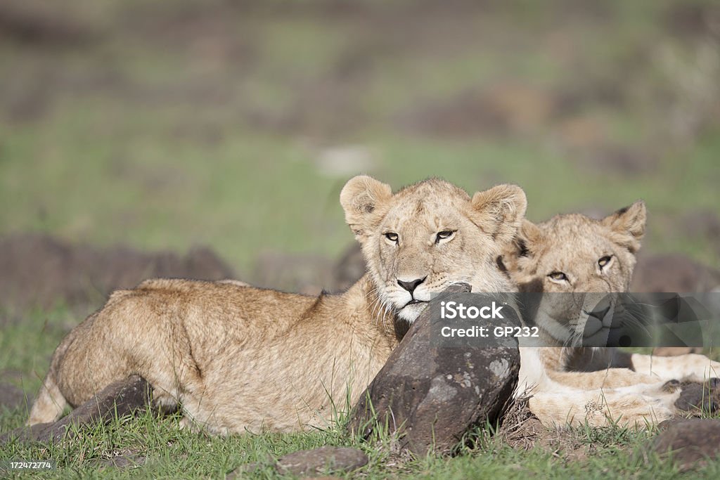 ライオンカブズの出るご休息 - ケニアのロイヤリティフリーストックフォト
