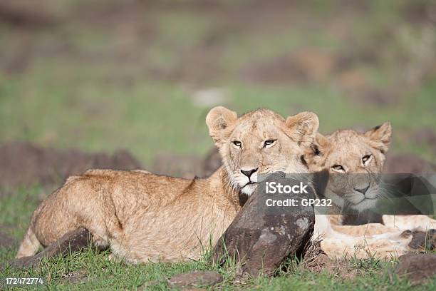 Lion Cubs Odpoczywać - zdjęcia stockowe i więcej obrazów Dziki kot - Dziki kot, Fajny, Fotografika