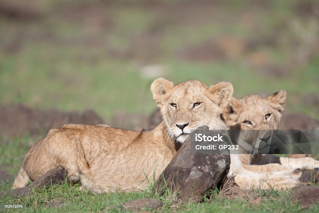 Лев cubs в состоянии покоя - Стоковые фото Всматриваться роялти-фри