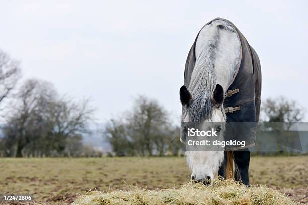 Photo libre de droit de Moment De Nourriture banque d'images et plus d'images libres de droit de Cheval - Cheval, Hiver, Froid