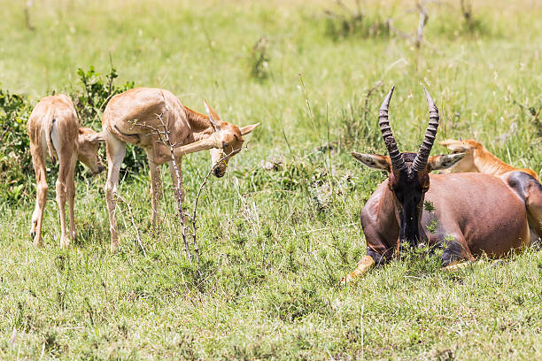 angry madre y bebé topies antílope - masai mara national reserve masai mara topi antelope fotografías e imágenes de stock