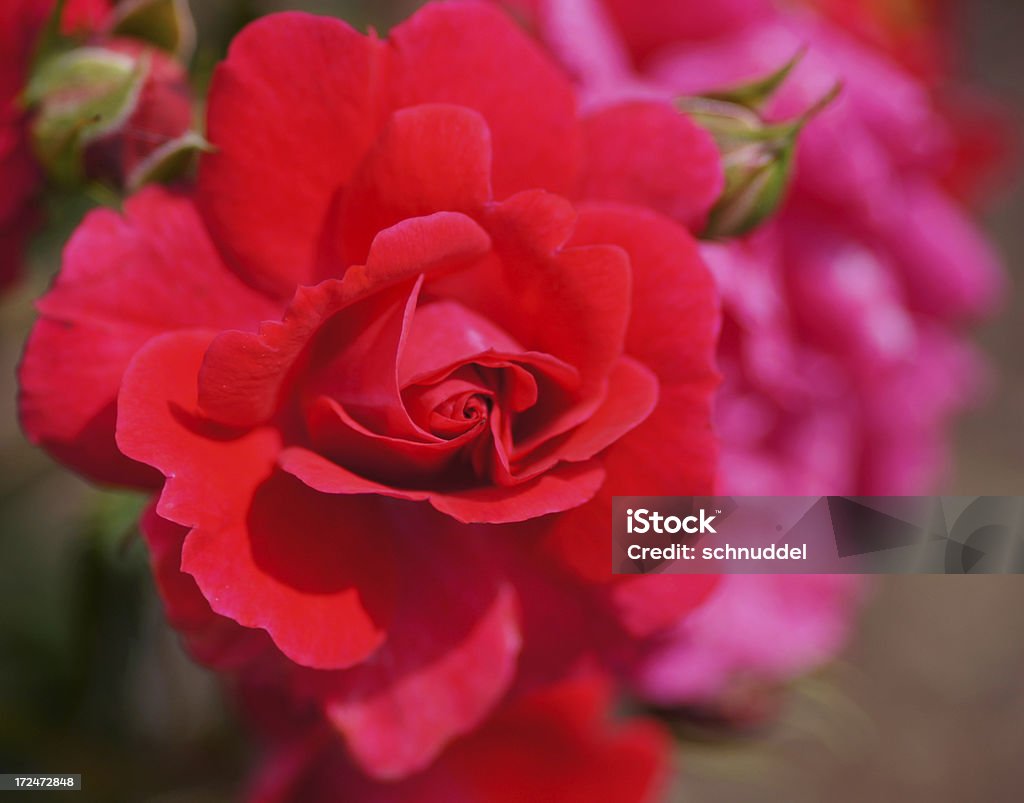 Rose fleur Heidefeuer - Photo de Arbre en fleurs libre de droits