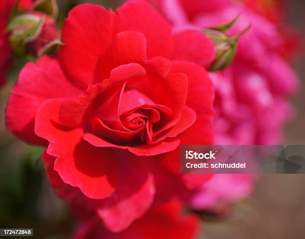 Photo libre de droit de Rose Fleur Heidefeuer banque d'images et plus d'images libres de droit de Arbre en fleurs - Arbre en fleurs, Botanique, Capitule