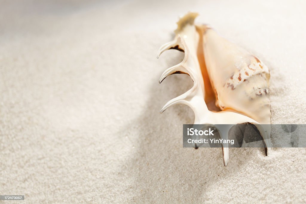 Spider Seashell on White Sand Beach Close-up Horizontal Subject: Close-up of a Spider seashell resting on a white sand beach. Animal Stock Photo