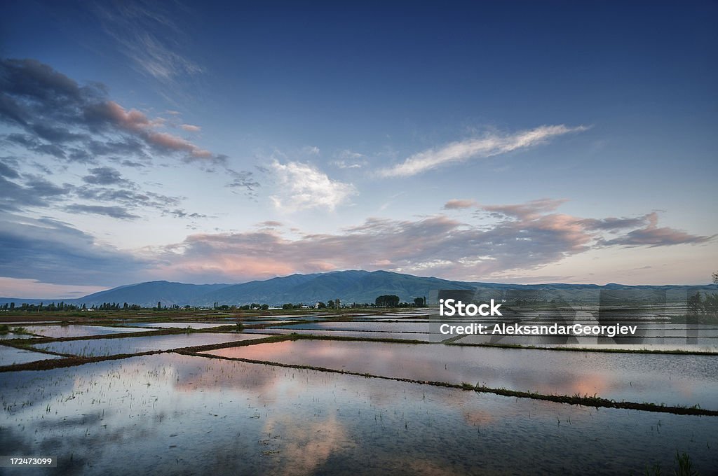 Spectaculaire coucher de soleil sur les champs de riz Watered - Photo de Agriculture libre de droits