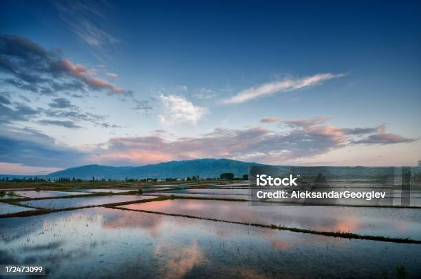 Photo libre de droit de Spectaculaire Coucher De Soleil Sur Les Champs De Riz Watered banque d'images et plus d'images libres de droit de Agriculture