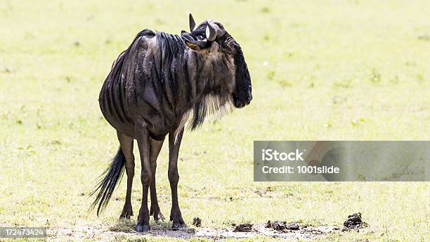 Photo libre de droit de Gnou banque d'images et plus d'images libres de droit de Afrique - Afrique, Afrique de l'Est, Animaux de safari