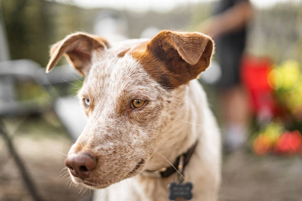 istock Hetrochromia  Happy Pup Dog Portrait Campground 1724734935