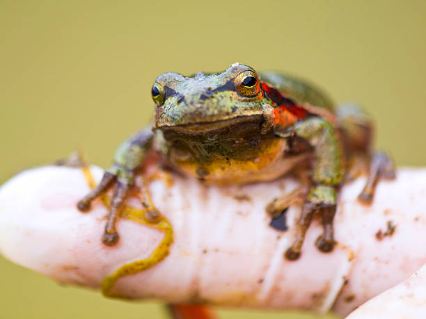 istock A green frog resting on a persons' finger. 172473579