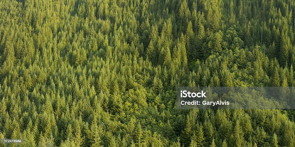 Forestales colina - Foto de stock de Abeto libre de derechos