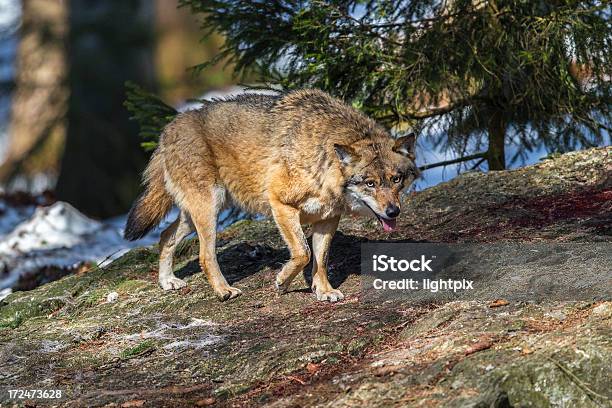 Lobo - Fotografias de stock e mais imagens de Animais caçando - Animais caçando, Animal, Animal selvagem